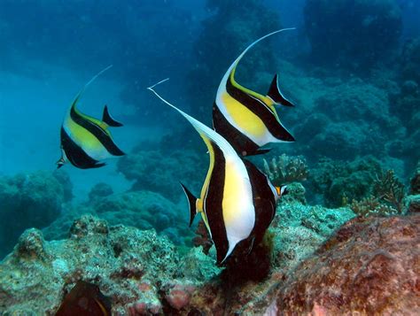 Reef Fish .